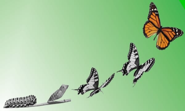 REBELDÍA EN LAS ALAS